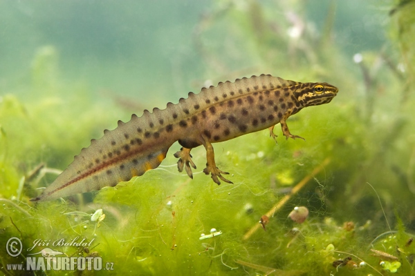 Smooth Newt (Lissotriton vulgaris)