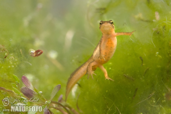 Smooth Newt (Lissotriton vulgaris)