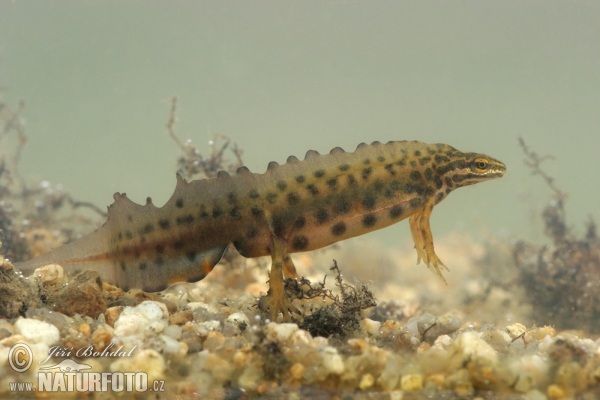 Smooth Newt (Lissotriton vulgaris)