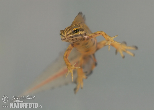 Smooth Newt (Lissotriton vulgaris)