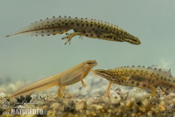 Smooth Newt (Lissotriton vulgaris)