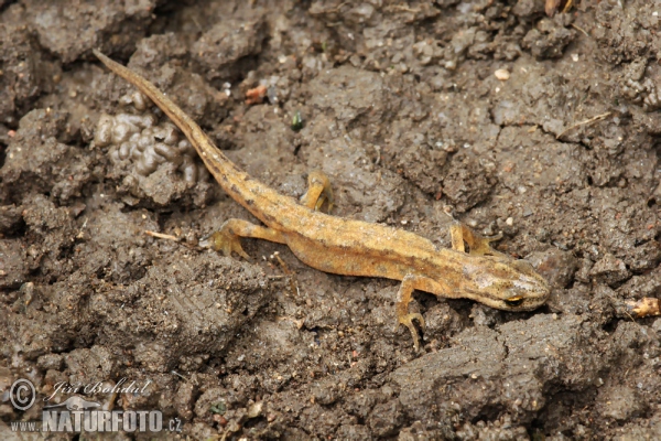 Smooth Newt (Lissotriton vulgaris)