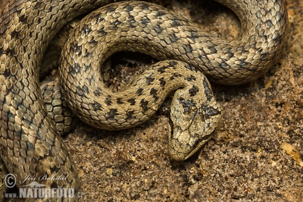 Smooth Snake (Coronella austriaca)