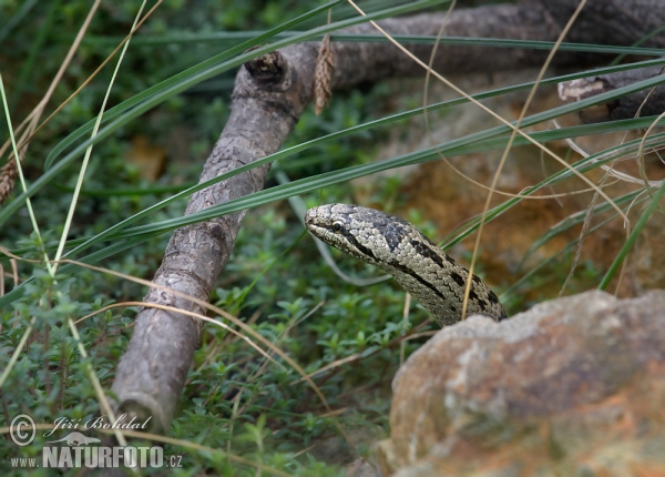 Smooth Snake (Coronella austriaca)