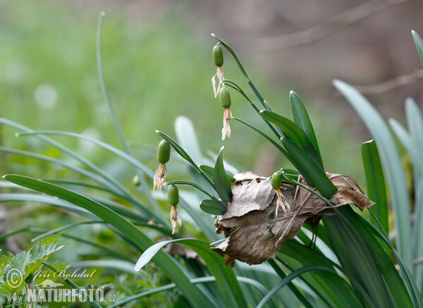 Snowdrop (Galanthus nivalis)