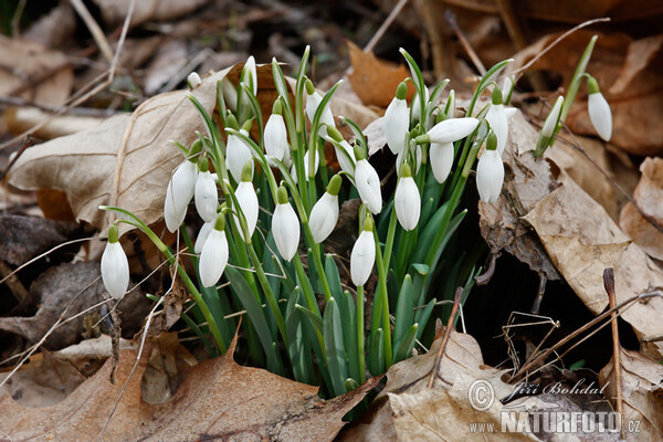 Snowdrop (Galanthus nivalis)