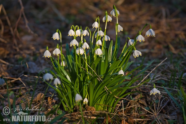 Snowflake (Leucojum vernum)