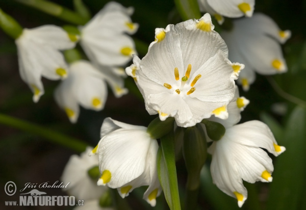 Snowflake (Leucojum vernum)