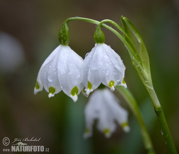 Snowflake (Leucojum vernum)