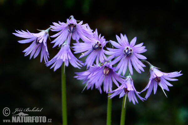 Soldanella montana