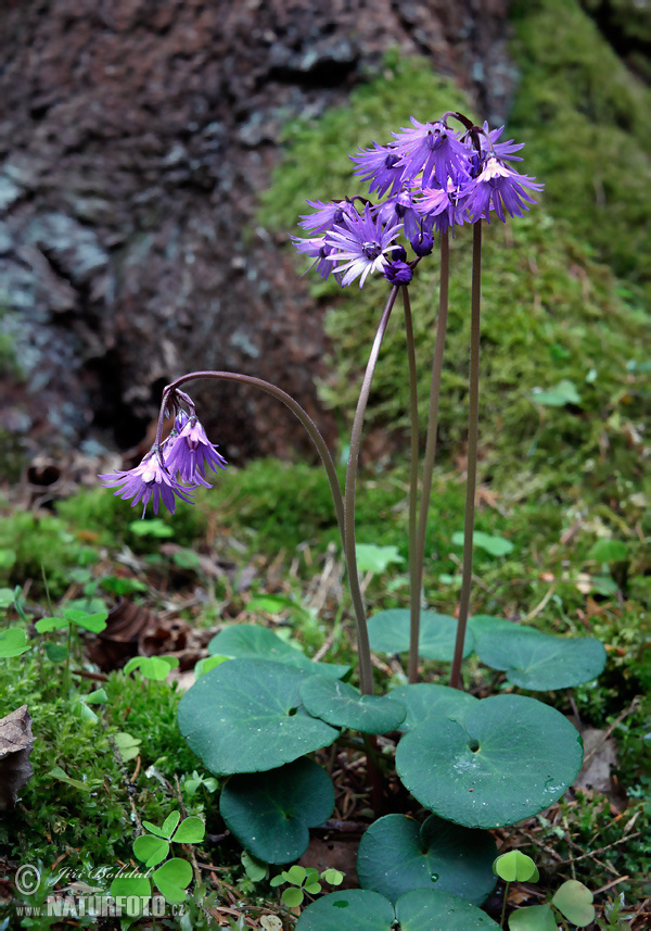 Soldanella montana