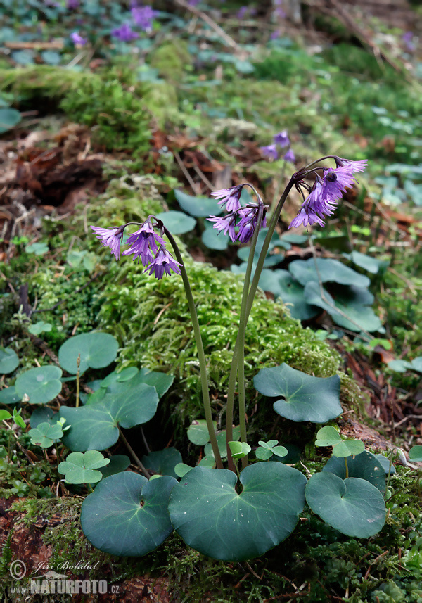 Soldanella montana