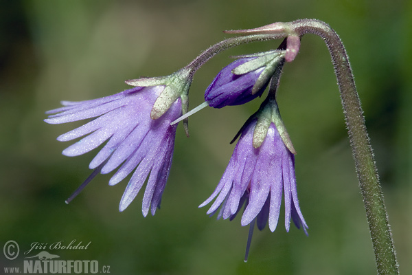 Soldanella montana