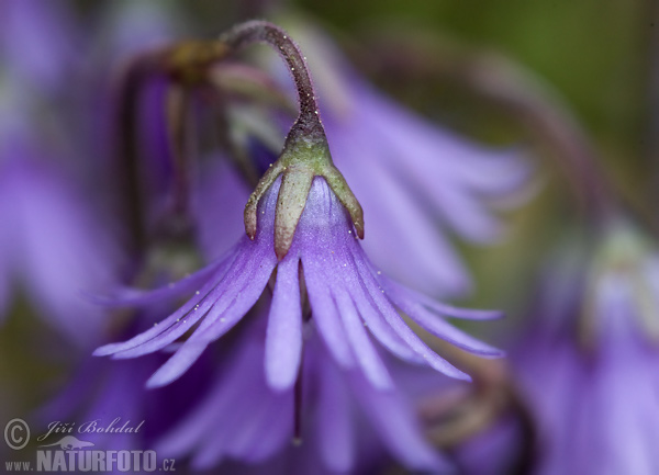 Soldanella montana