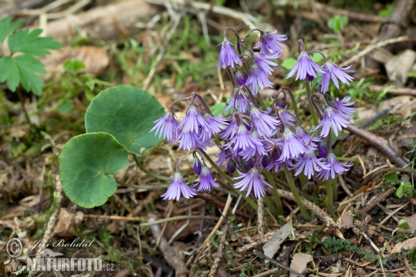 Soldanella montana