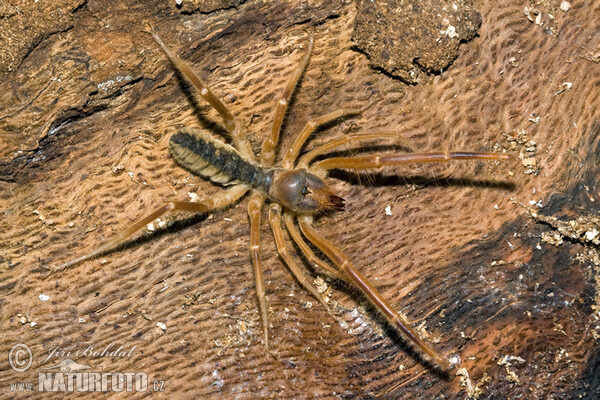 Solifuge (Galeodes graecus)