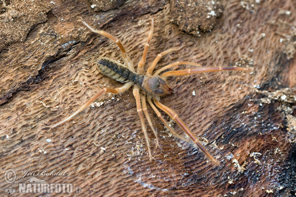 Solifuge (Galeodes graecus)