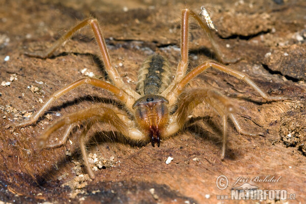Solifuge (Galeodes graecus)