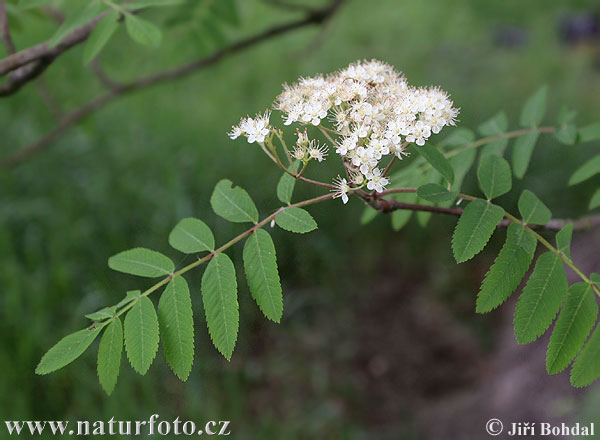 Sorbus aucuparia