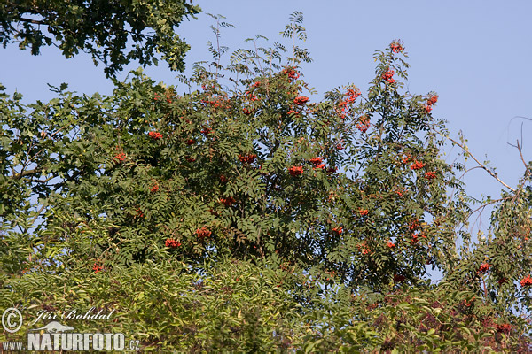 Sorbus aucuparia