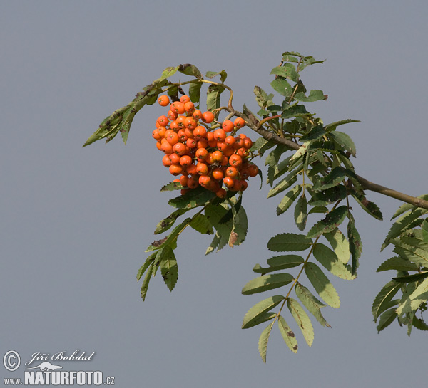 Sorbus aucuparia