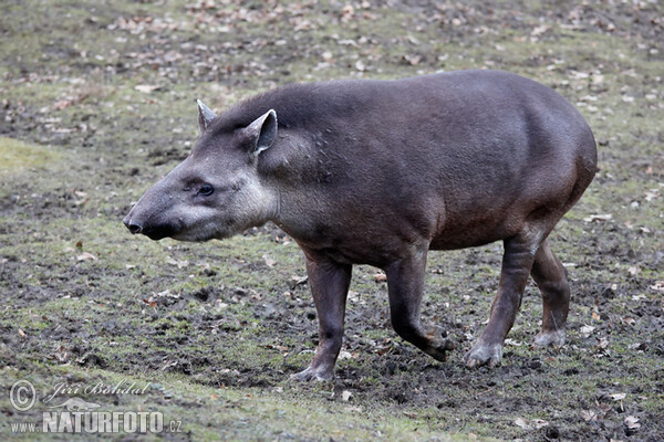 South American Tapir (Tapirus terrestris)