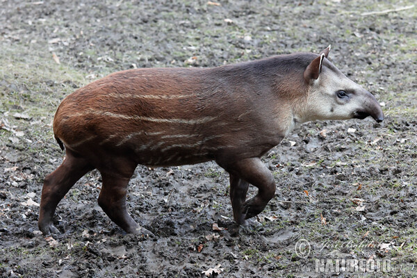 South American Tapir (Tapirus terrestris)