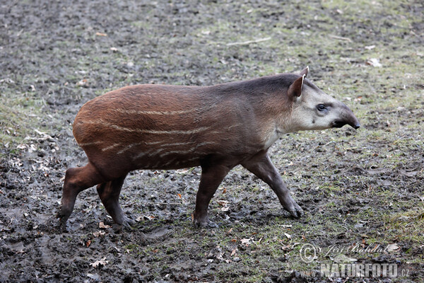 South American Tapir (Tapirus terrestris)