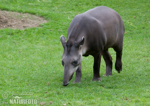 South American Tapir (Tapirus terrestris)