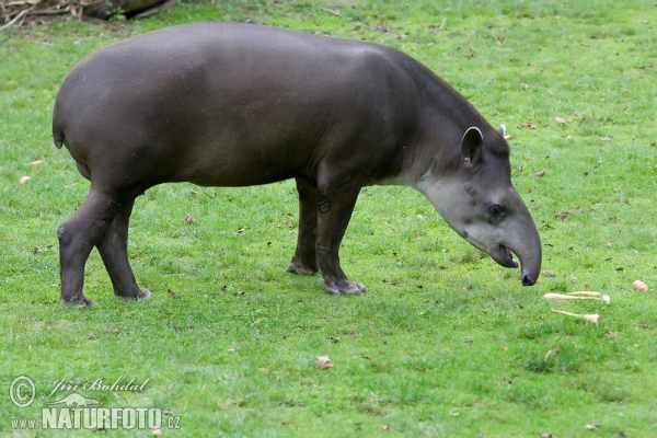 South American Tapir (Tapirus terrestris)