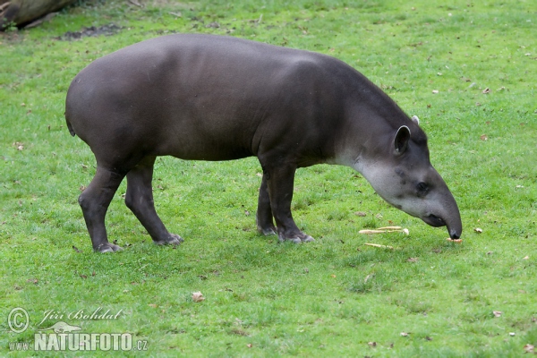 South American Tapir (Tapirus terrestris)