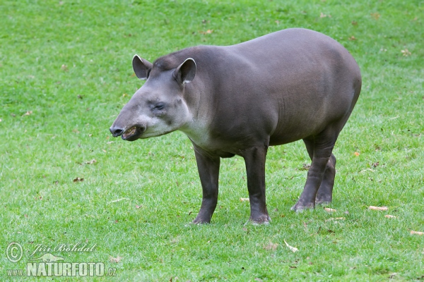 South American Tapir (Tapirus terrestris)