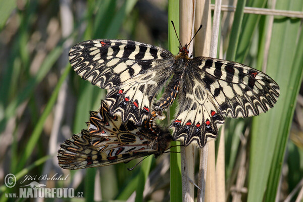 Southern Festoon (Zerynthia polyxena)