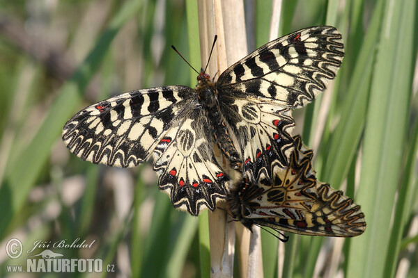 Southern Festoon (Zerynthia polyxena)