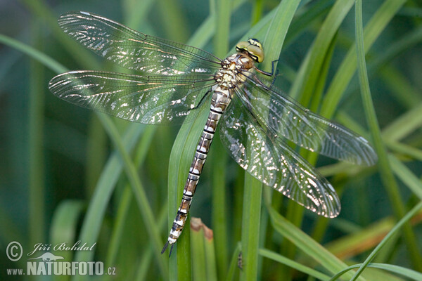 Southern Hawker Dragonfly (Aeshna cyanea)