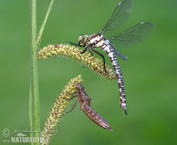 Southern Hawker Dragonfly (Aeshna cyanea)