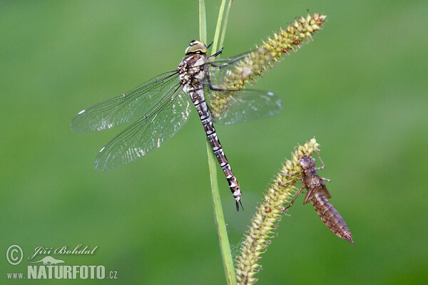 Southern Hawker Dragonfly (Aeshna cyanea)