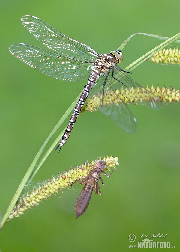 Southern Hawker Dragonfly (Aeshna cyanea)