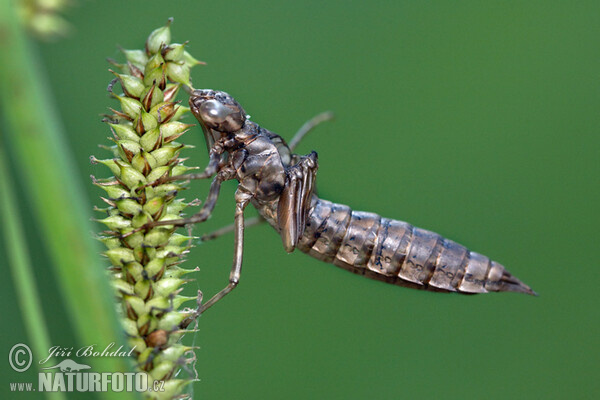 Southern Hawker Dragonfly (Aeshna cyanea)