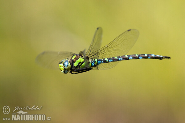 Southern Hawker Dragonfly (Aeshna cyanea)