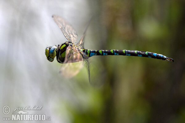 Southern Hawker Dragonfly (Aeshna cyanea)