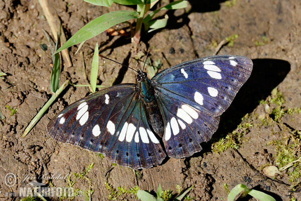 Southern White Admiral (Limenitis reducta)