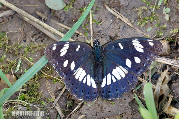 Southern White Admiral (Limenitis reducta)