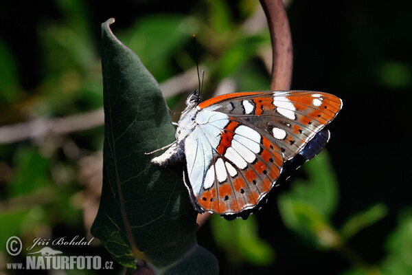 Southern White Admiral (Limenitis reducta)