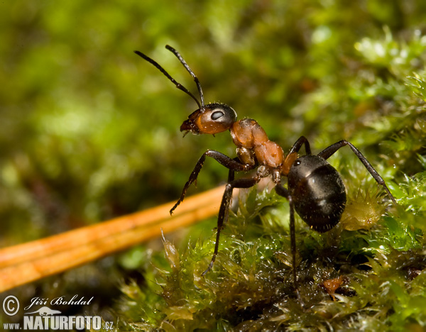 Southern wood Ant (Formica rufa)