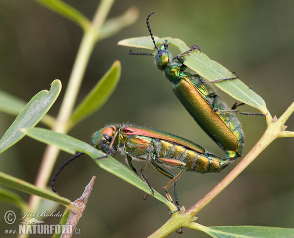 Spanish fly (Lytta vesicatoria)