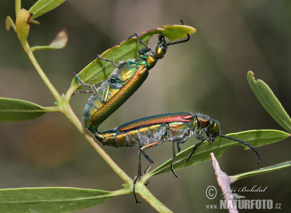 Spanish fly (Lytta vesicatoria)