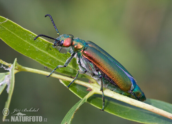 Spanish fly (Lytta vesicatoria)