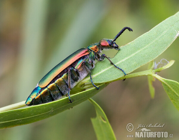 Spanish fly (Lytta vesicatoria)