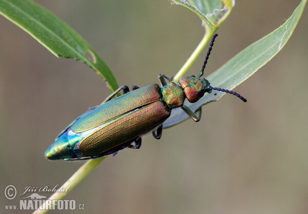 Spanish fly (Lytta vesicatoria)